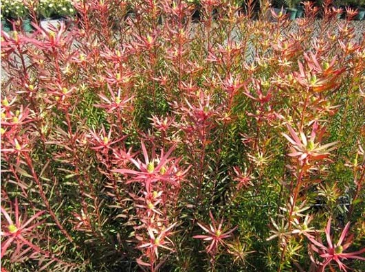 Leucadendron Deacon Red
