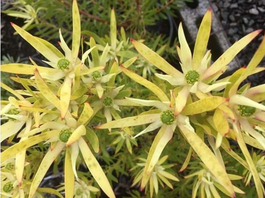 Leucadendron Deacon Yellow