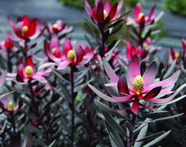 Leucadendron Ebony