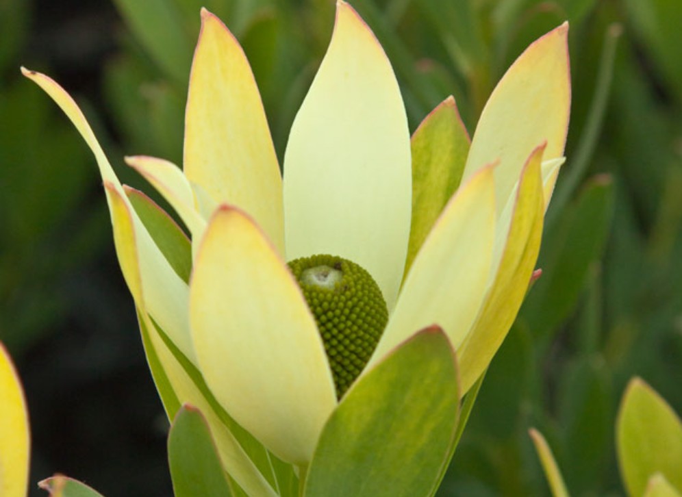Leucadendron-Lime-Magic Leucadendron Lime Magic