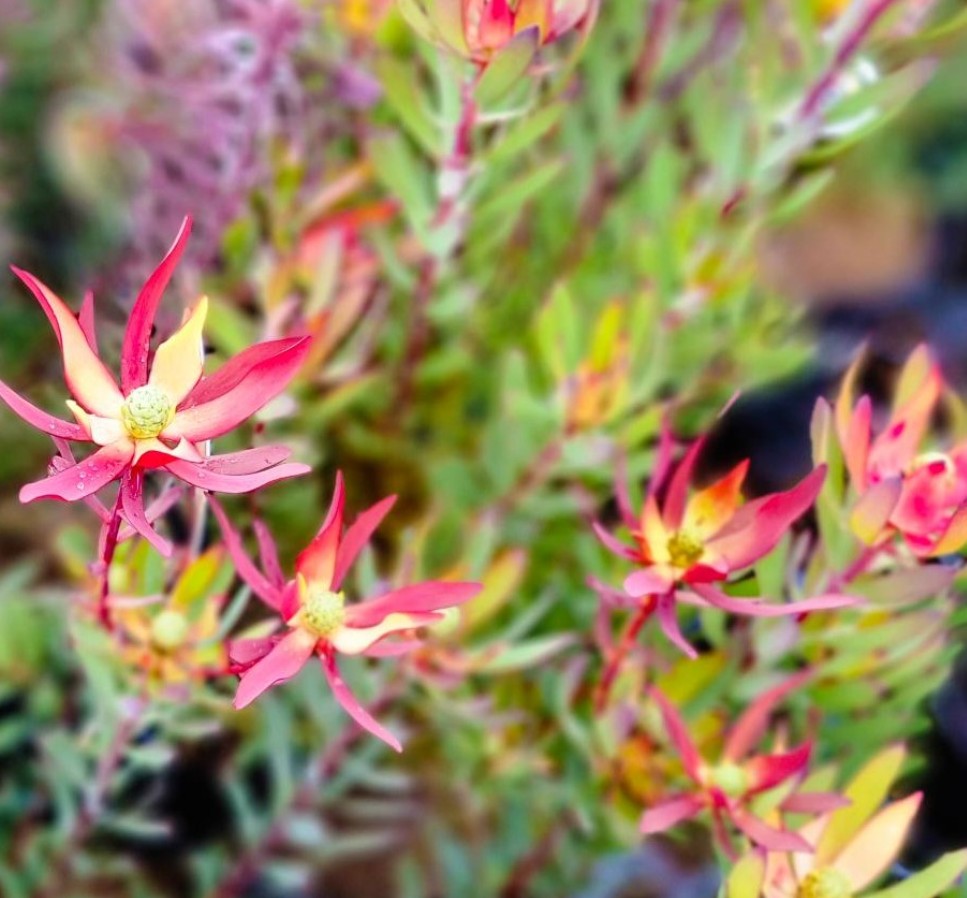 Leucadendron-Misty-Sunrise Leucadendron Misty Sunrise