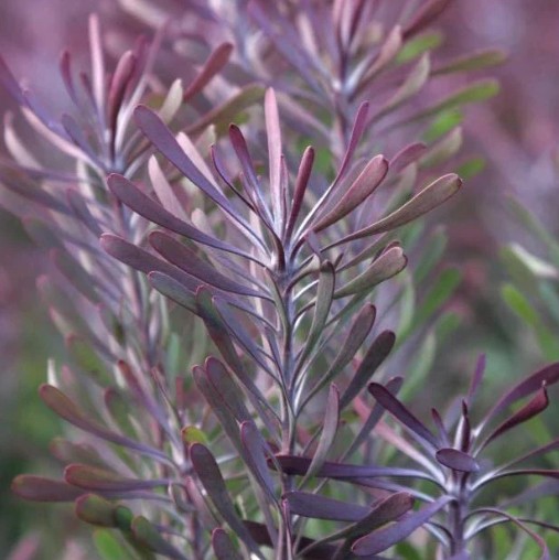 Leucadendron Purple Haze