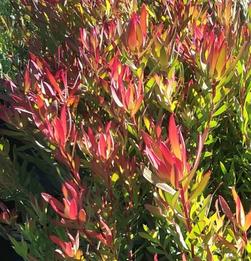 Leucadendron Red Gem