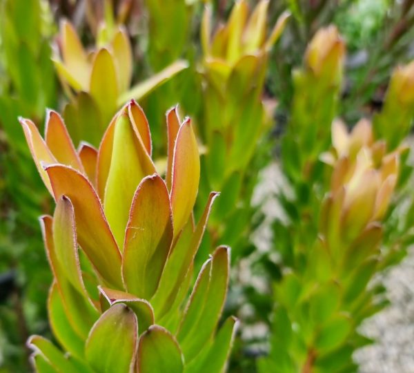Leucadendron Safari Goldstrike