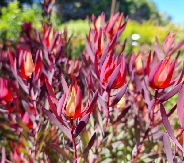 Leucadendron Strawberries and Cream