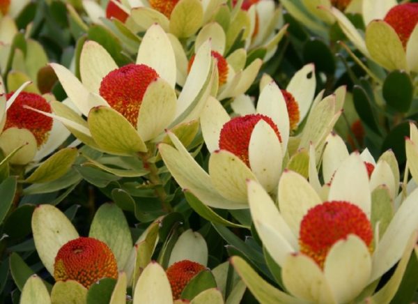 Leucadendron Summer Sun