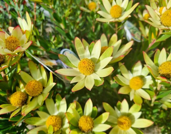 Leucadendron Sundance