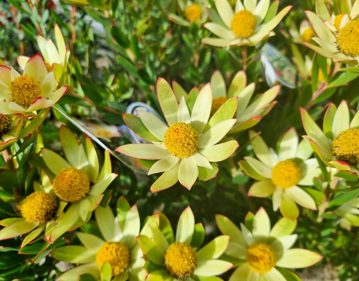 Leucadendron-Sundance Leucadendron Sundance
