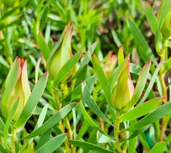 Leucadendron Yellow Countess