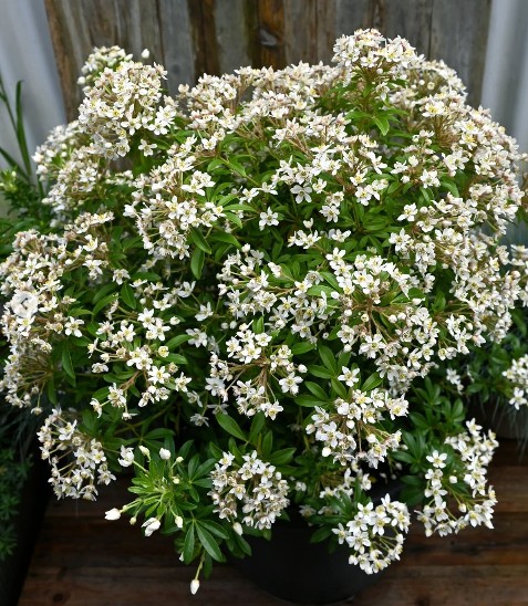 Orange Blossom Little Sweetie