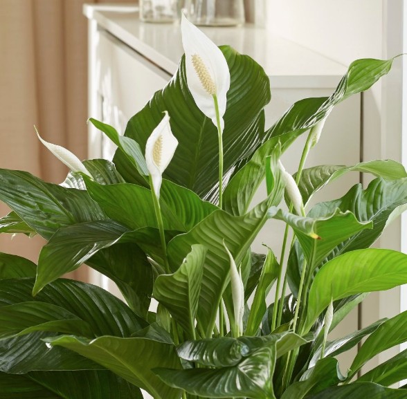 Peace Lily Sweet Lauretta