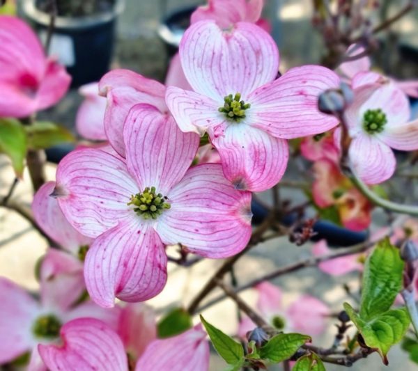 Red Flowering Dogwood