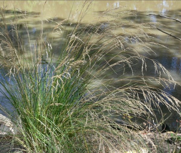 Sword Tussock Grass