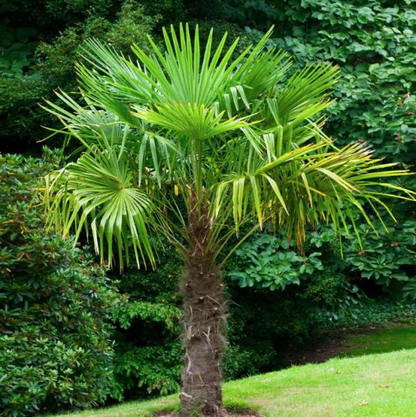 Windmill palm