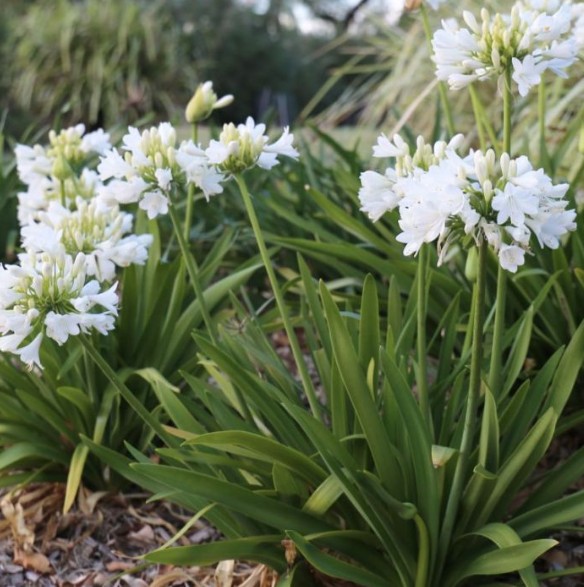 Agapanthus-hybrida-Bingo-White