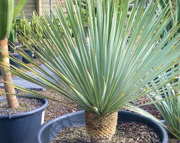 Beaked Yucca rostrata