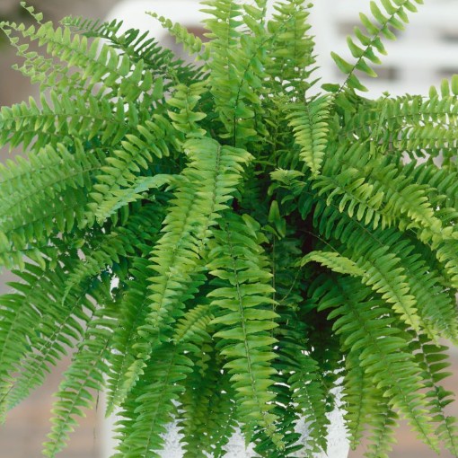 Boston Blue Bell Fern