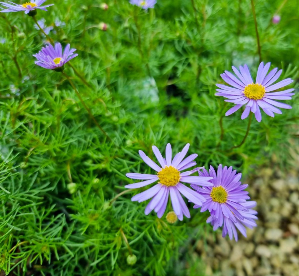 Brachyscome-Daisy-Compact Brachyscome Daisy Compact
