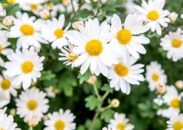 Brachyscome Daisy White Surdaisy White