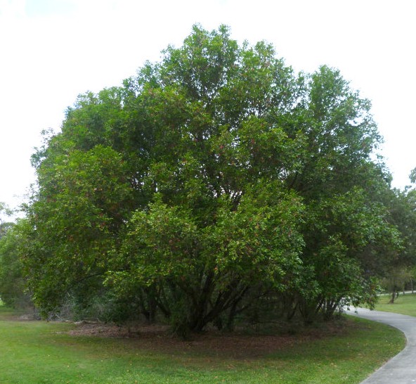 Cheese-Tree-Glochidion-ferdinandi