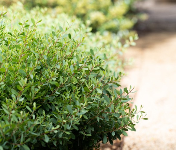 Coastal-Tea-Tree-Foreshore-Leptospermum-laevigatum-pbr