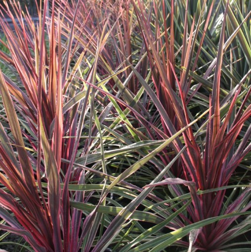 Cordyline hybrida Can Can