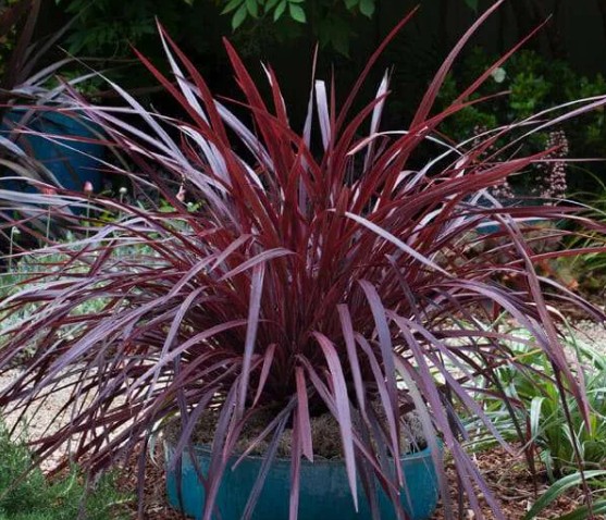 Cordyline Designer Burgundy