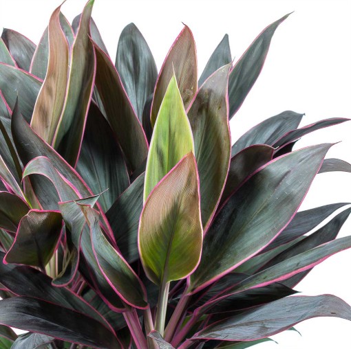 Cordyline Rumba