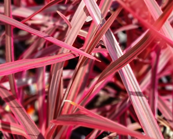 Cordyline Salsa