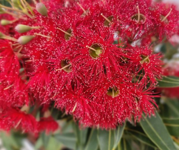 Corymbia-ficifolia-Baby-Scarlet