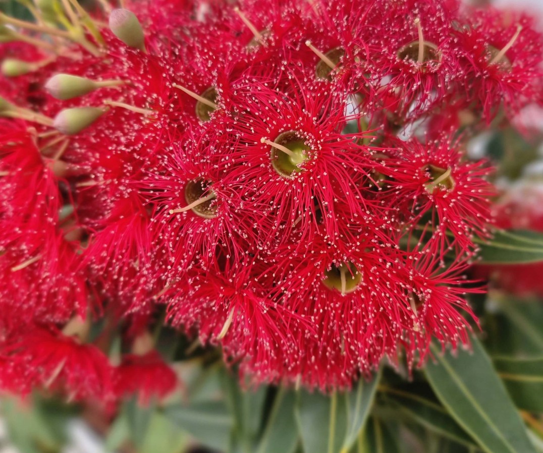 Corymbia-ficifolia-Baby-Scarlet Corymbia-ficifolia-Baby-Scarlet