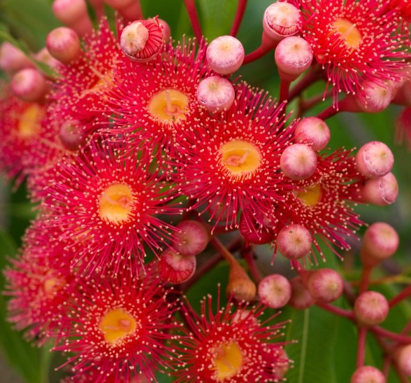 Corymbia-ficifolia-Mini-Red