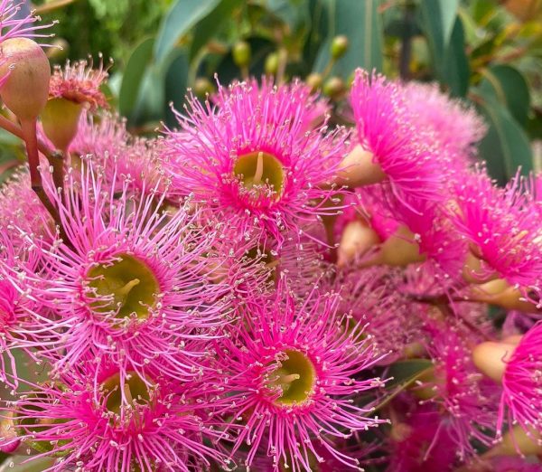 Corymbia-ficifolia-Precious