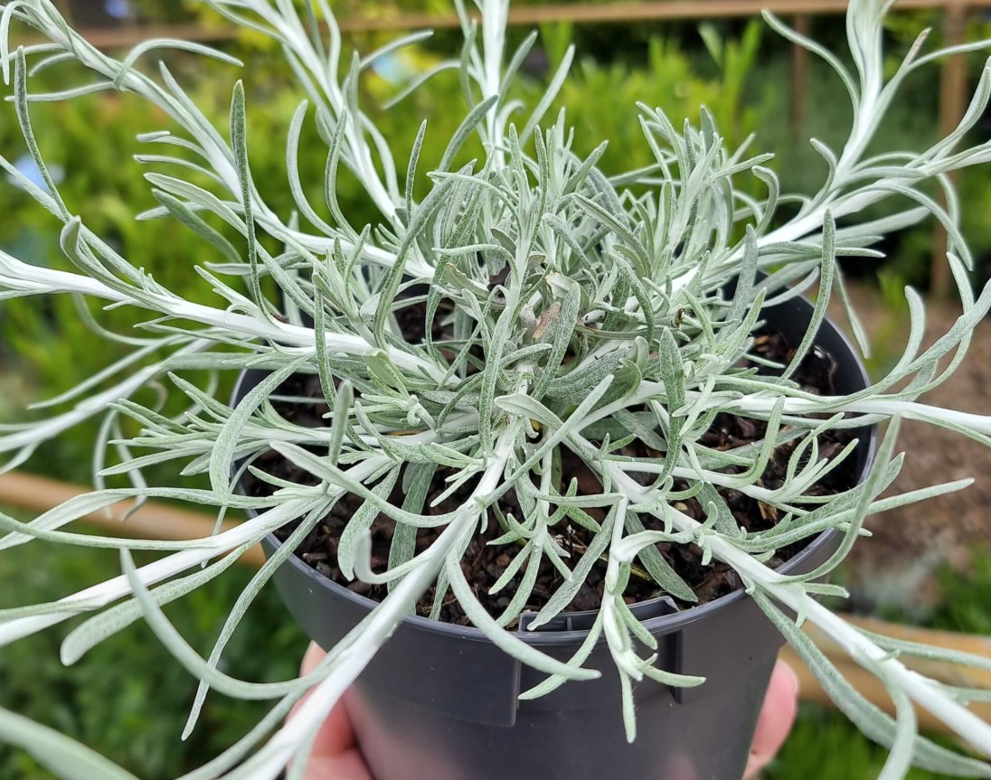 Curry-Plant-Silvio-Spreading-Helichrysum-italicum