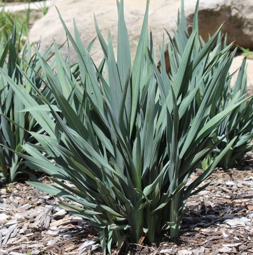 Dianella Baby Breeze