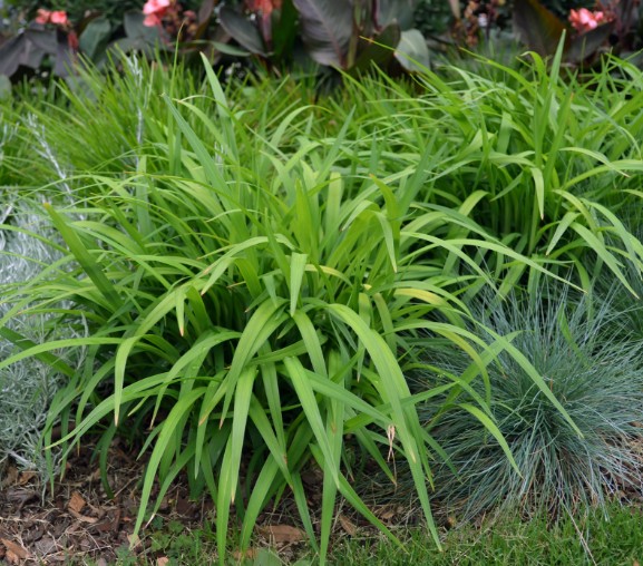 Dianella Lakeview Green