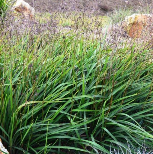 Dianella Lucia