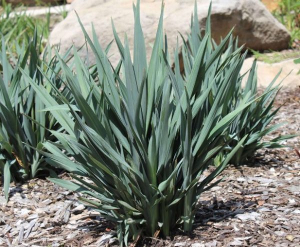 Dianella Summer Rev