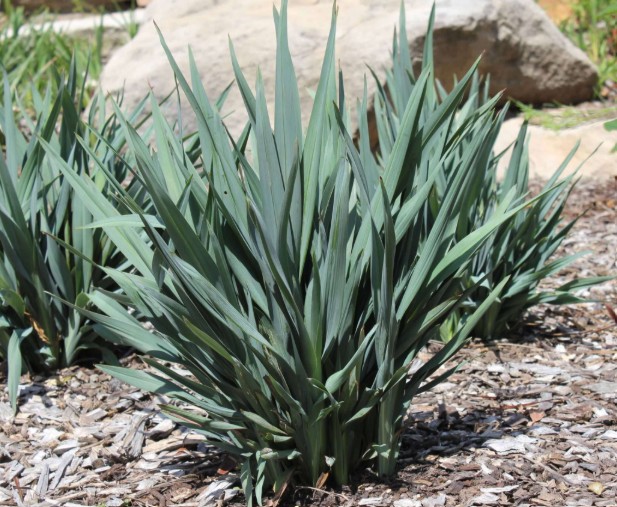 Dianella-Summer-Rev Dianella Summer Rev