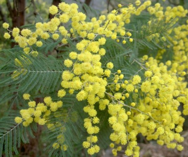 Dwarf Silver Wattle Acacia nanodealbata