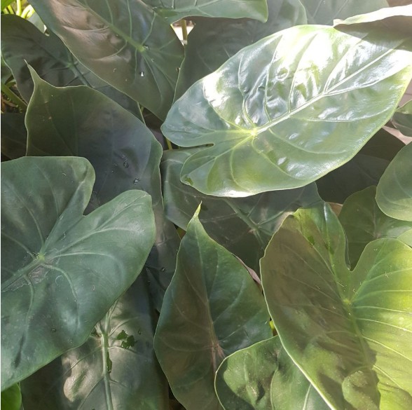 Elephants Ear Alocasia wentii