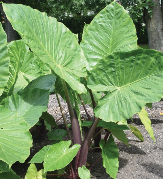 Elephants Ear Imperial Red