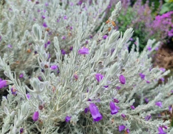 Silky Eremophila nivea
