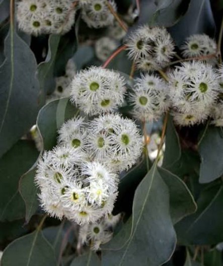 Eucalyptus-baueriana-Blue Box