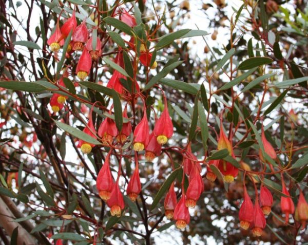 Eucalyptus forrestiana Fuchsia Gum