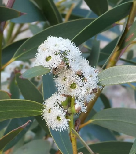 Eucalyptus Gregsoniana Wolgan Snow Gum