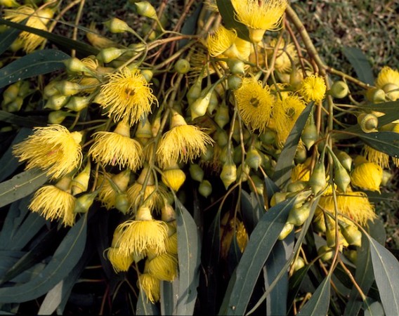 Eucalyptus-leucoxylon-petiolari-Bright-Yellow-Flowering-Gum