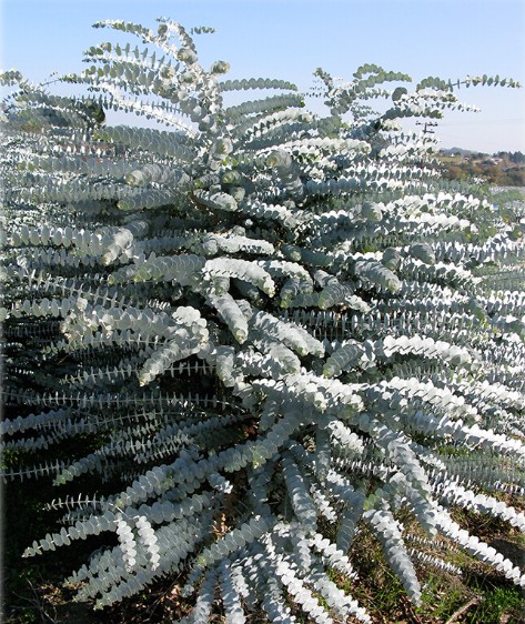 Eucalyptus-pulverulenta-Silver-Leaved-Mountain-Gum