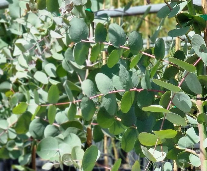Eucalyptus-rubida-Candlebark Eucalyptus rubida Candlebark Gum