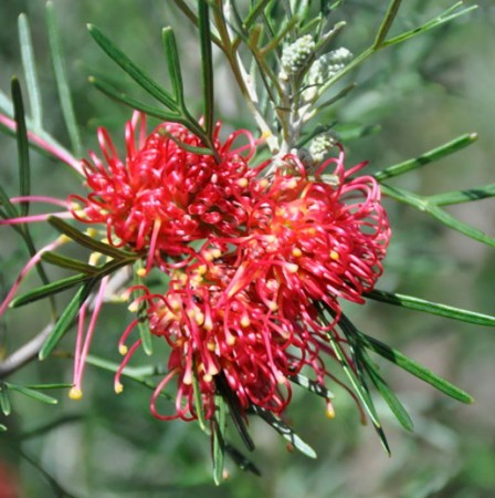 Grevillea hybrida Big Red
